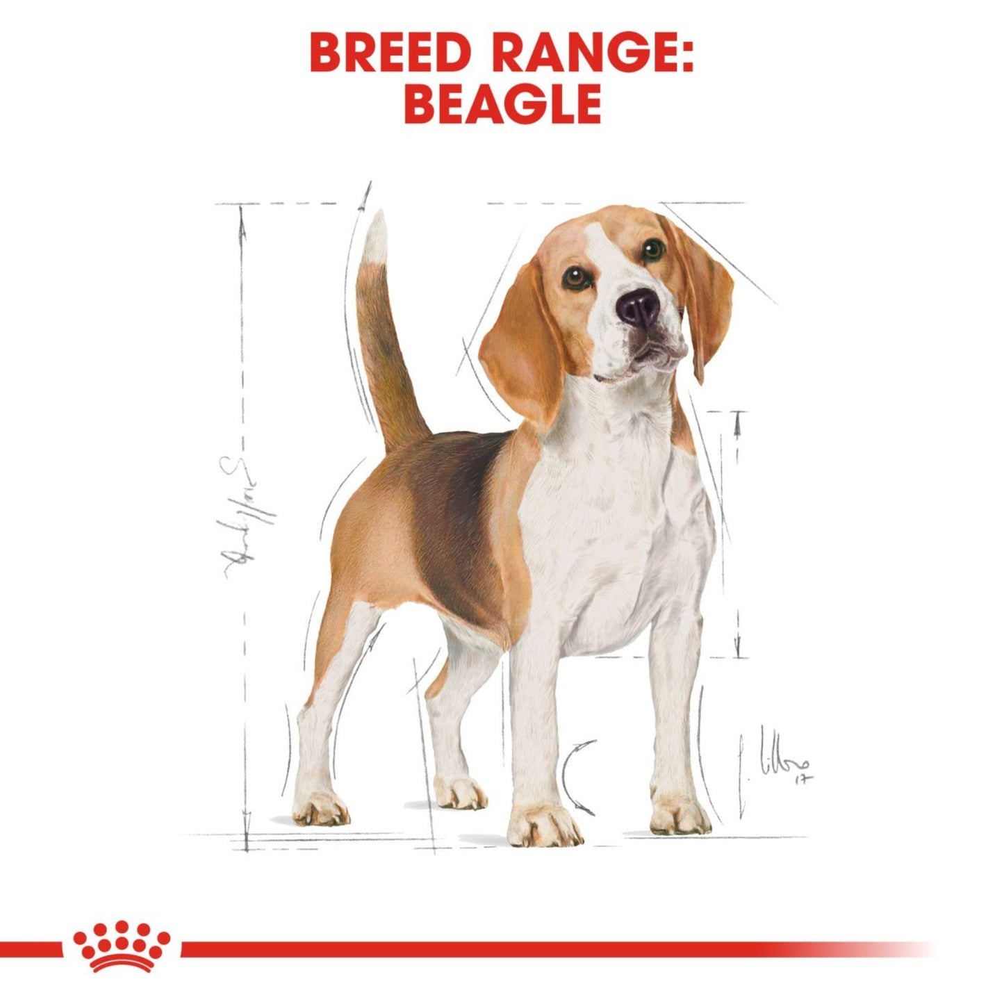 Royal Canin Dry Beagle Adult Complete feed for dogs