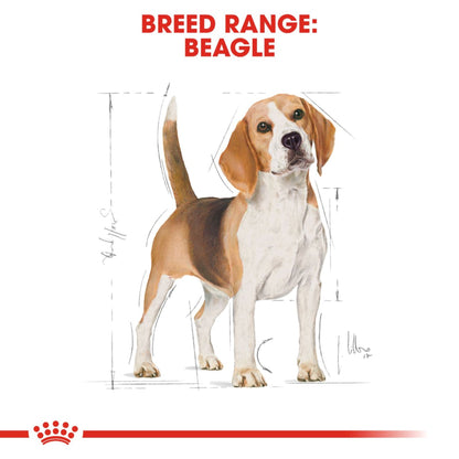 Royal Canin Dry Beagle Adult Complete feed for dogs