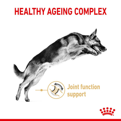 Royal Canin Dry German Shepherd 5+ Complete feed for dogs