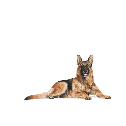 Royal Canin Dry German Shepherd 5+ Complete feed for dogs