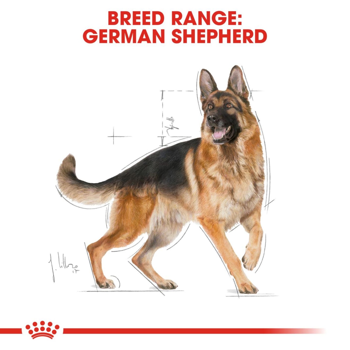 Royal Canin Dry German Shepherd Adult Complete feed for dogs