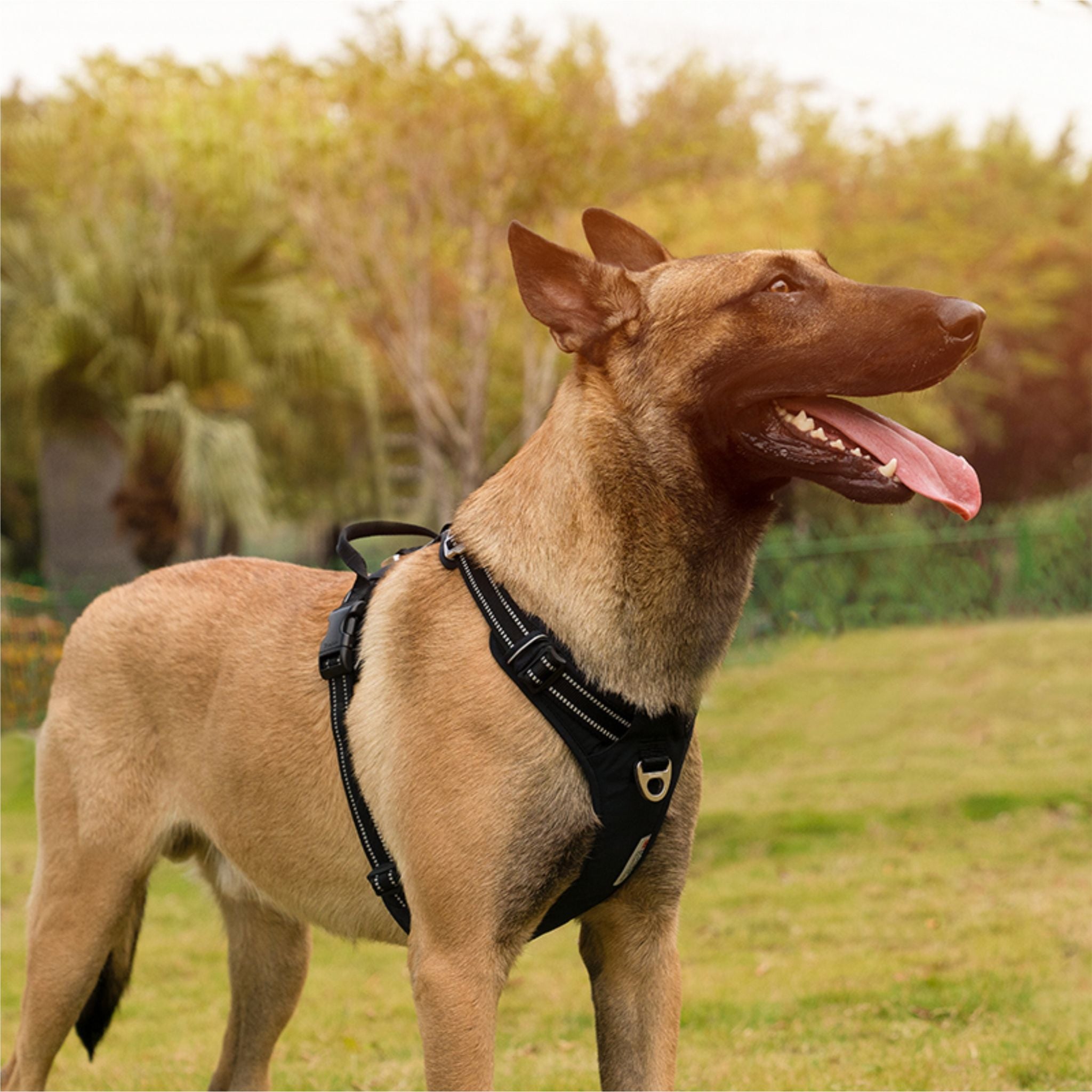 TRUELOVE NO PULL CORDURA HARNESS For Dogs - Rufftail